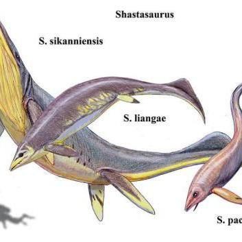 世界上最大的大魚龍，新西蘭大魚龍:有史以來最大的動物秒懂百科 世界上最大的大魚龍，新西蘭大魚龍:有史以來最大的動物秒懂百科 龍魚百科 第4張