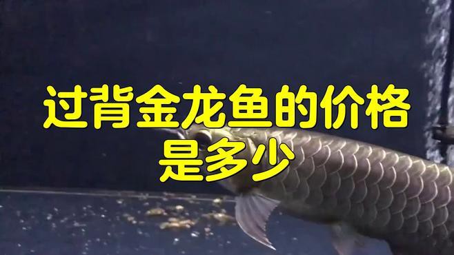 哪種血統(tǒng)的過背金龍魚最珍貴？，哪種血統(tǒng)的過背金龍魚最珍貴過背金龍魚價格多少一條瞬光札記