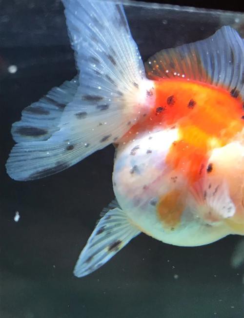 提供幾張龍魚白點病的初期圖片，《龍魚白點病初期圖片相關摘要》 提供幾張龍魚白點病的初期圖片，《龍魚白點病初期圖片相關摘要》 龍魚論壇 第15張