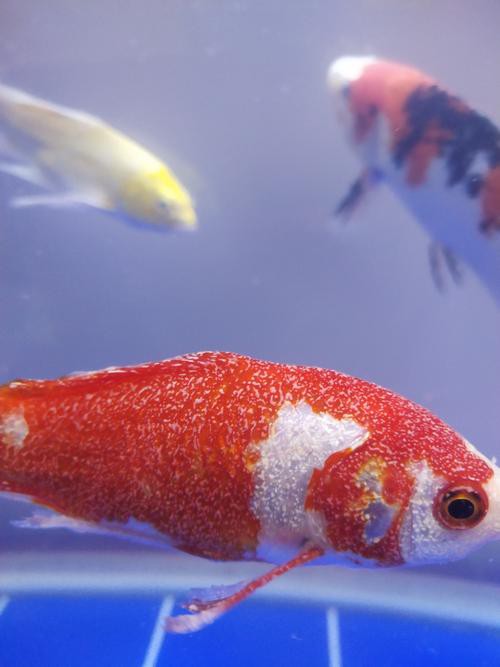 提供幾張龍魚白點病的初期圖片，《龍魚白點病初期圖片相關摘要》 提供幾張龍魚白點病的初期圖片，《龍魚白點病初期圖片相關摘要》 龍魚論壇 第16張