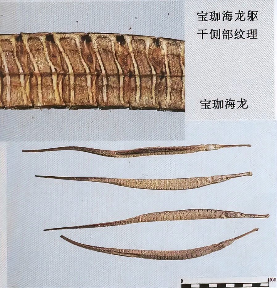 如何區(qū)分不同種類的海龍？，好貨分享藥材滋補(bǔ)海龍海馬和海龍作用一樣就是一個(gè)野生