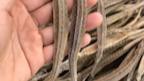 如何區(qū)分不同種類的海龍？，好貨分享藥材滋補(bǔ)海龍海馬和海龍作用一樣就是一個(gè)野生