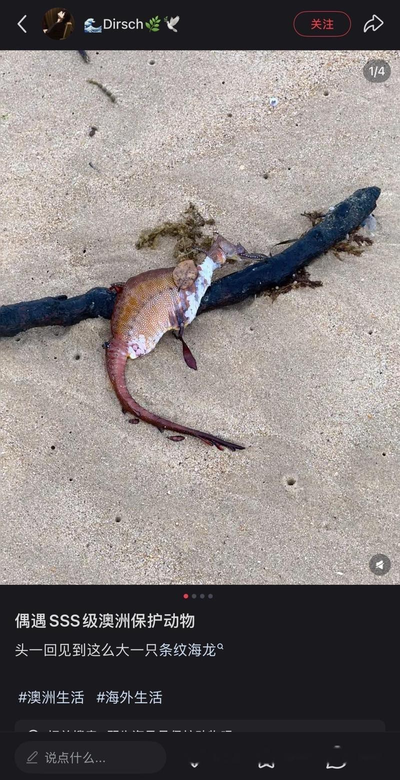 如何區分不同種類的海龍？，好貨分享藥材滋補海龍海馬和海龍作用一樣就是一個野生