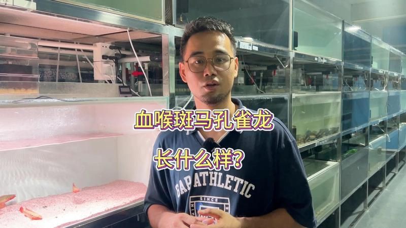 孔雀龍的外形特征，孔雀龍長什么樣 孔雀龍的外形特征，孔雀龍長什么樣 龍魚百科 第6張