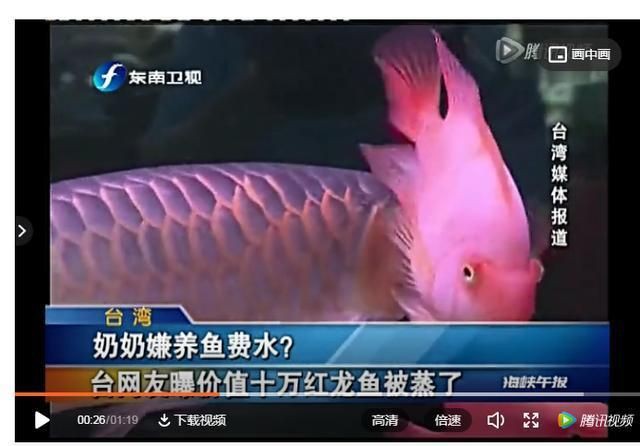 紅龍魚繁殖成功率有多高？，紅龍魚為何難以繁殖揭秘