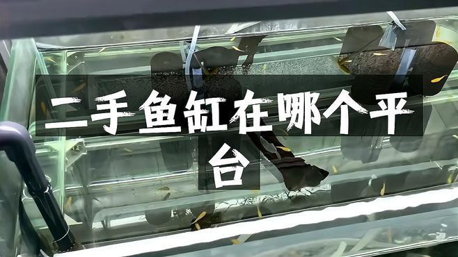 二手魚缸哪里買最便宜，二手魚缸哪里買最便宜二手魚缸購買渠道及性價比分析