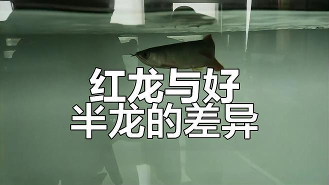 如何辨別紅色龍魚的真偽？，嗶哩嗶哩假紅龍魚辨別技巧林空鹿飲溪大揭秘