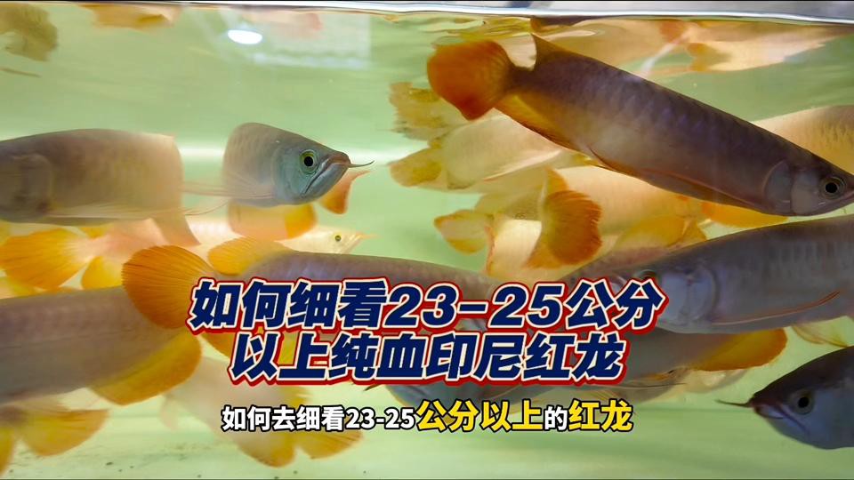 如何辨別紅色龍魚的真偽？，嗶哩嗶哩假紅龍魚辨別技巧林空鹿飲溪大揭秘