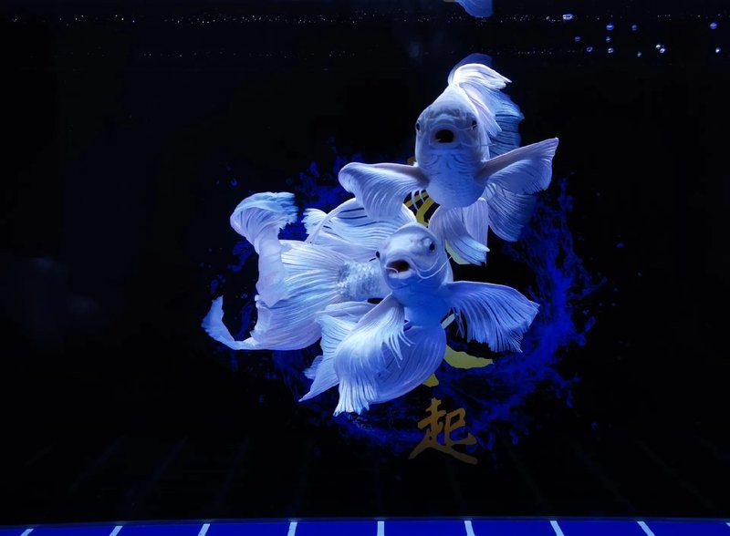 十大最漂亮蝴蝶鯉品種，十大最漂亮的蝴蝶鯉品種