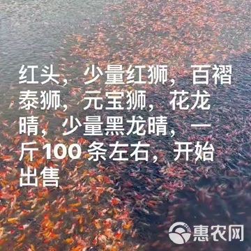 紅頭紅獅觀賞魚，紅頭紅獅養殖技術及種類