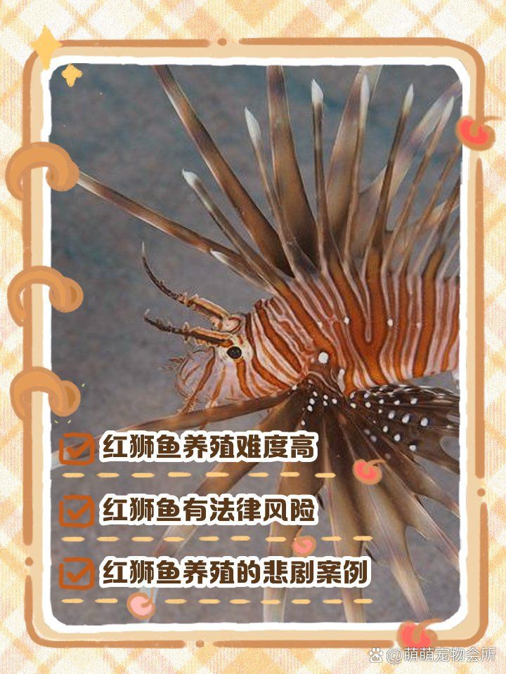 紅頭紅獅觀賞魚，紅頭紅獅養殖技術及種類