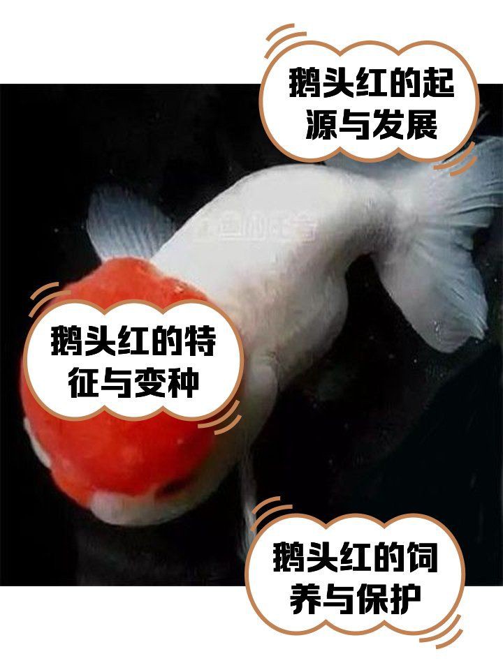 紅頭紅獅觀賞魚，紅頭紅獅養殖技術及種類