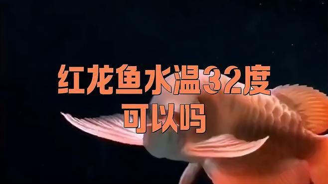 紅龍魚的最佳飼養環境，紅龍魚最佳飼養環境需兼顧空間、水質與溫度等要素