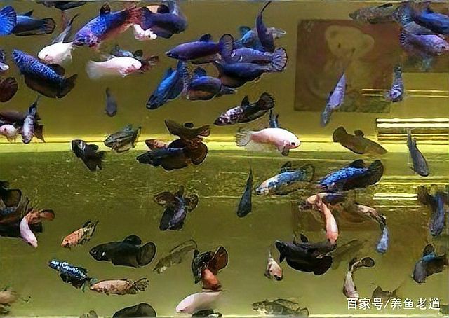 鳳凰魚身體發黑怎么回事，鳳凰魚身體發黑可能由多種因素引起孔雀魚黑尾病防治