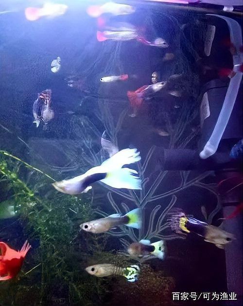 鳳凰魚身體發黑怎么回事，鳳凰魚身體發黑可能由多種因素引起孔雀魚黑尾病防治