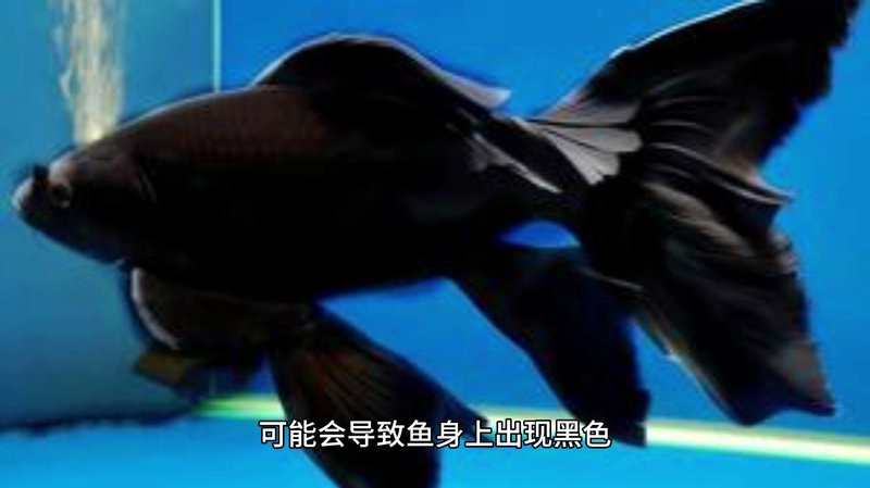 鳳凰魚身體發黑怎么回事，鳳凰魚身體發黑可能由多種因素引起孔雀魚黑尾病防治