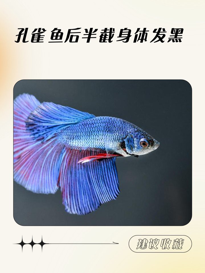 鳳凰魚身體發黑怎么回事，鳳凰魚身體發黑可能由多種因素引起孔雀魚黑尾病防治