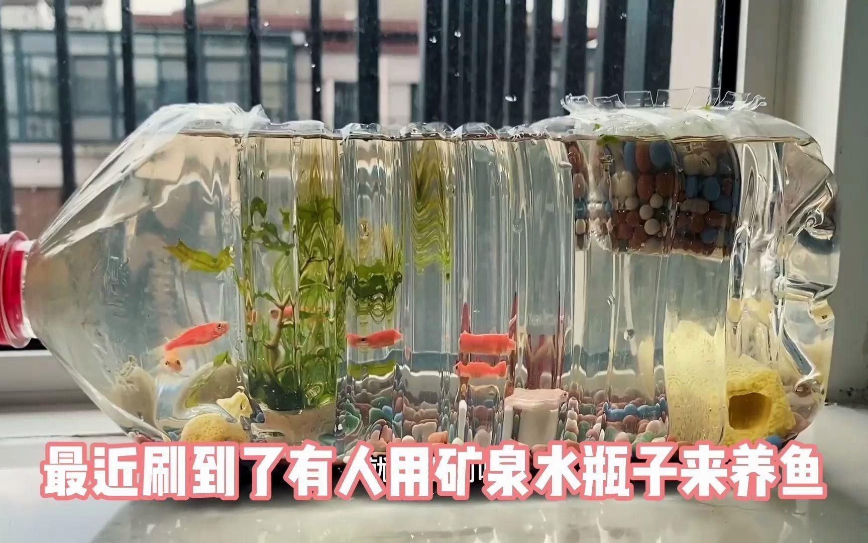 家庭水族箱布置建議，《家庭水族箱布置建議》家庭水族箱布置建議》家庭水族箱布置建議