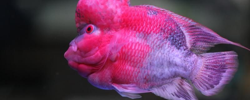 羅漢魚(yú)進(jìn)貨最忌三種食物，揭秘羅漢魚(yú)最忌三個(gè)東西sandy的進(jìn)階手記