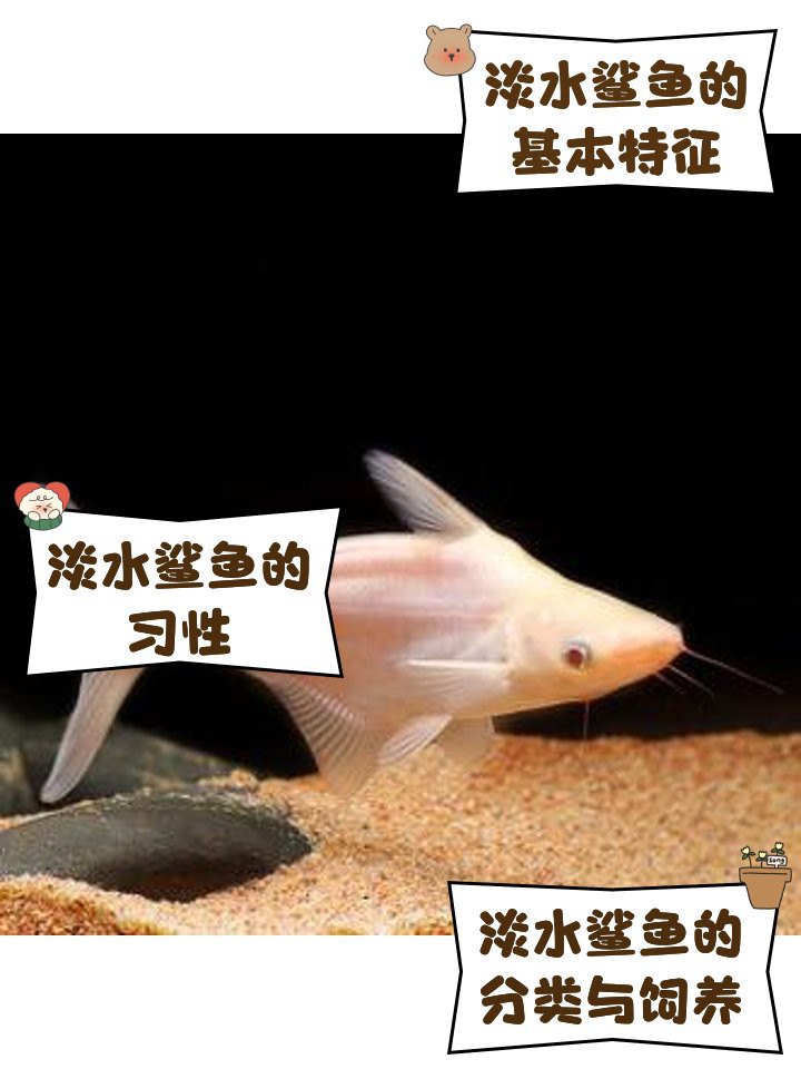 十大最便宜淡水鯊魚，淡水鯊魚\