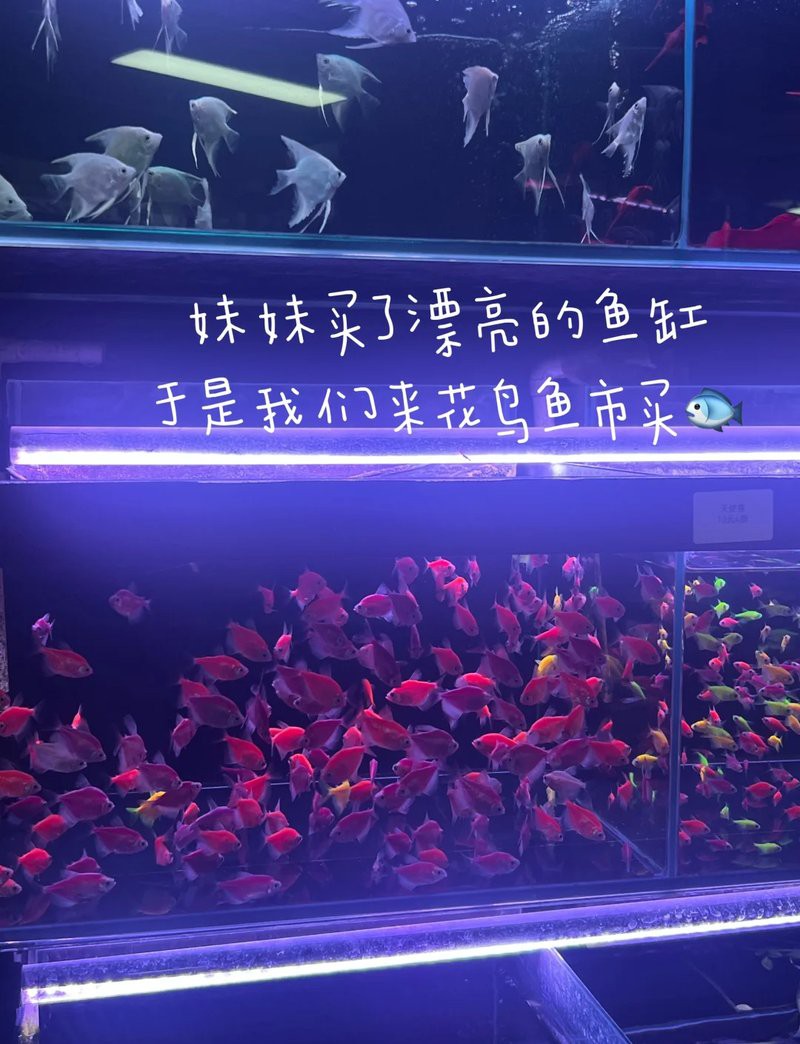 懷柔水族店，北京十里河地鐵口水族館探秘旺旺雪丙藍妹醬三湖慈鯛水族店 懷柔水族店，北京十里河地鐵口水族館探秘旺旺雪丙藍妹醬三湖慈鯛水族店 全國水族館企業名錄 第4張