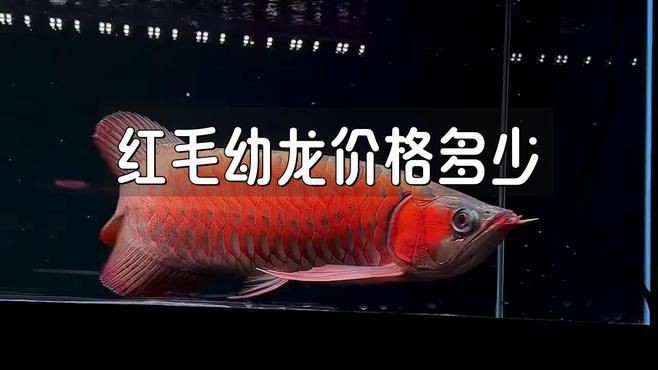 紅龍魚的價格范圍，印尼紅龍魚價格表