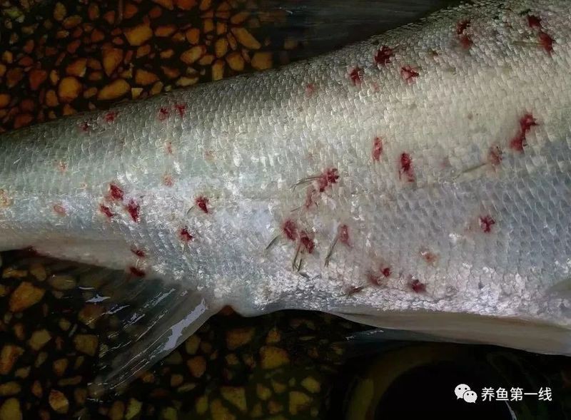 如何判斷雷龍魚是否患有腹水？，判斷雷龍魚是否患有腹水需綜合觀察多方面特征