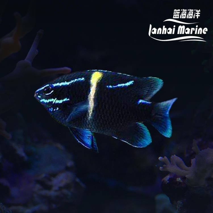 鷹潭龍魚店,鷹潭龍魚文化探秘——祥龍魚場 全國水族館企業名錄 第6張 鷹潭龍魚店,鷹潭龍魚文化探秘——祥龍魚場 鷹潭龍魚店,鷹潭龍魚文化探秘——祥龍魚場 全國水族館企業名錄 第6張