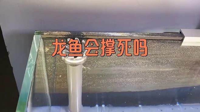 如何判斷金頭過背金龍魚是否吃飽？ 如何判斷金頭過背金龍魚是否吃飽？ 龍魚百科 第5張