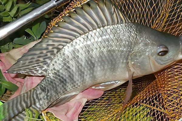 羅非魚(yú)品種及圖片大全，農(nóng)技之家，羅非魚(yú)有哪些品種