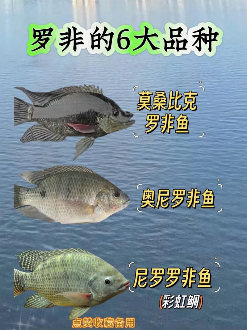 羅非魚(yú)品種及圖片大全，農(nóng)技之家，羅非魚(yú)有哪些品種