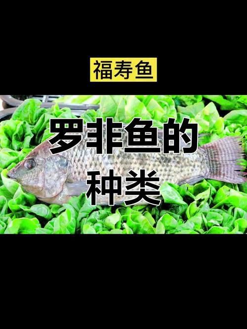 羅非魚(yú)品種及圖片大全，農(nóng)技之家，羅非魚(yú)有哪些品種