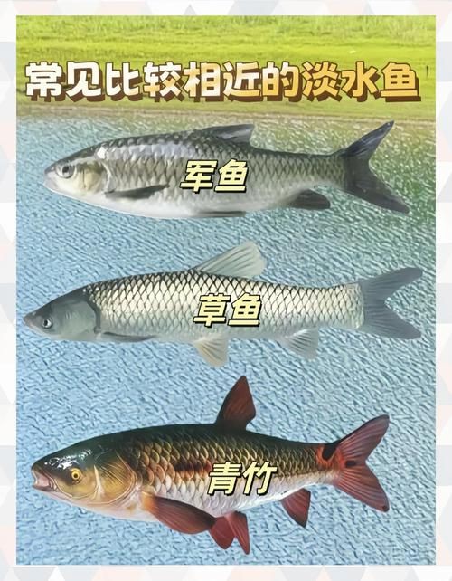 羅非魚(yú)品種及圖片大全，農(nóng)技之家，羅非魚(yú)有哪些品種