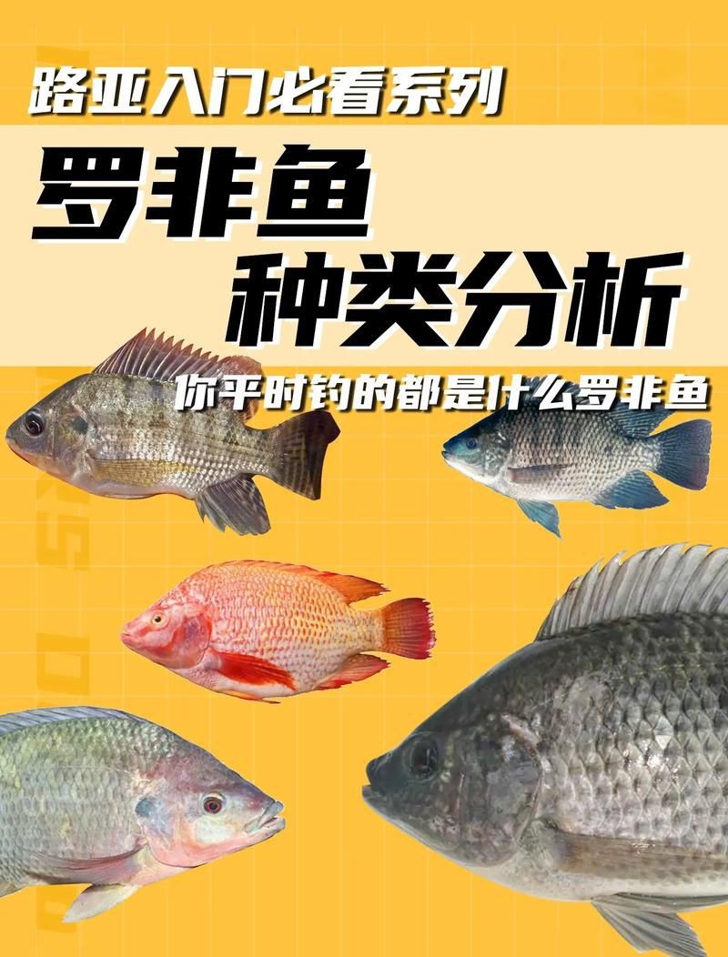 羅非魚(yú)品種及圖片大全，農(nóng)技之家，羅非魚(yú)有哪些品種