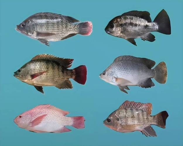 羅非魚(yú)品種及圖片大全，農(nóng)技之家，羅非魚(yú)有哪些品種