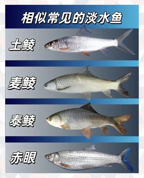 羅非魚(yú)品種及圖片大全，農(nóng)技之家，羅非魚(yú)有哪些品種