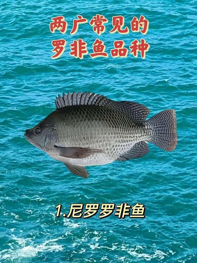 羅非魚(yú)品種及圖片大全，農(nóng)技之家，羅非魚(yú)有哪些品種