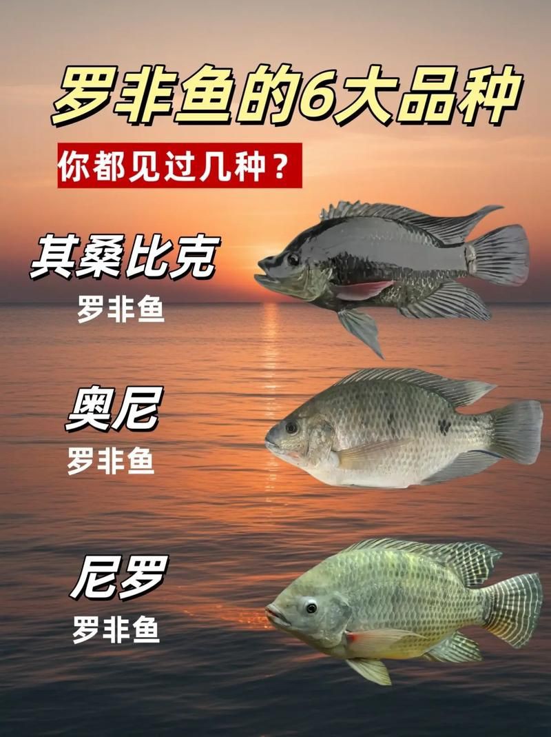 羅非魚(yú)品種及圖片大全，農(nóng)技之家，羅非魚(yú)有哪些品種