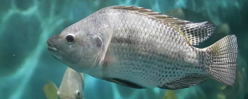 羅非魚(yú)品種及圖片大全，農(nóng)技之家，羅非魚(yú)有哪些品種