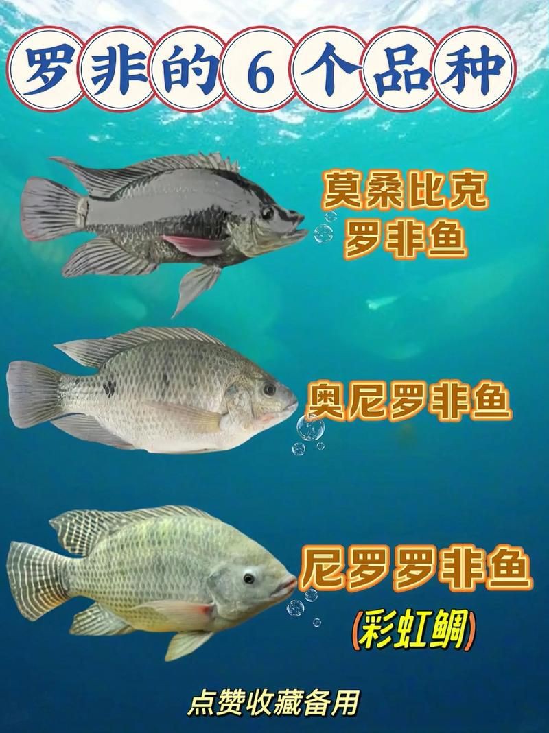 羅非魚(yú)品種及圖片大全，農(nóng)技之家，羅非魚(yú)有哪些品種