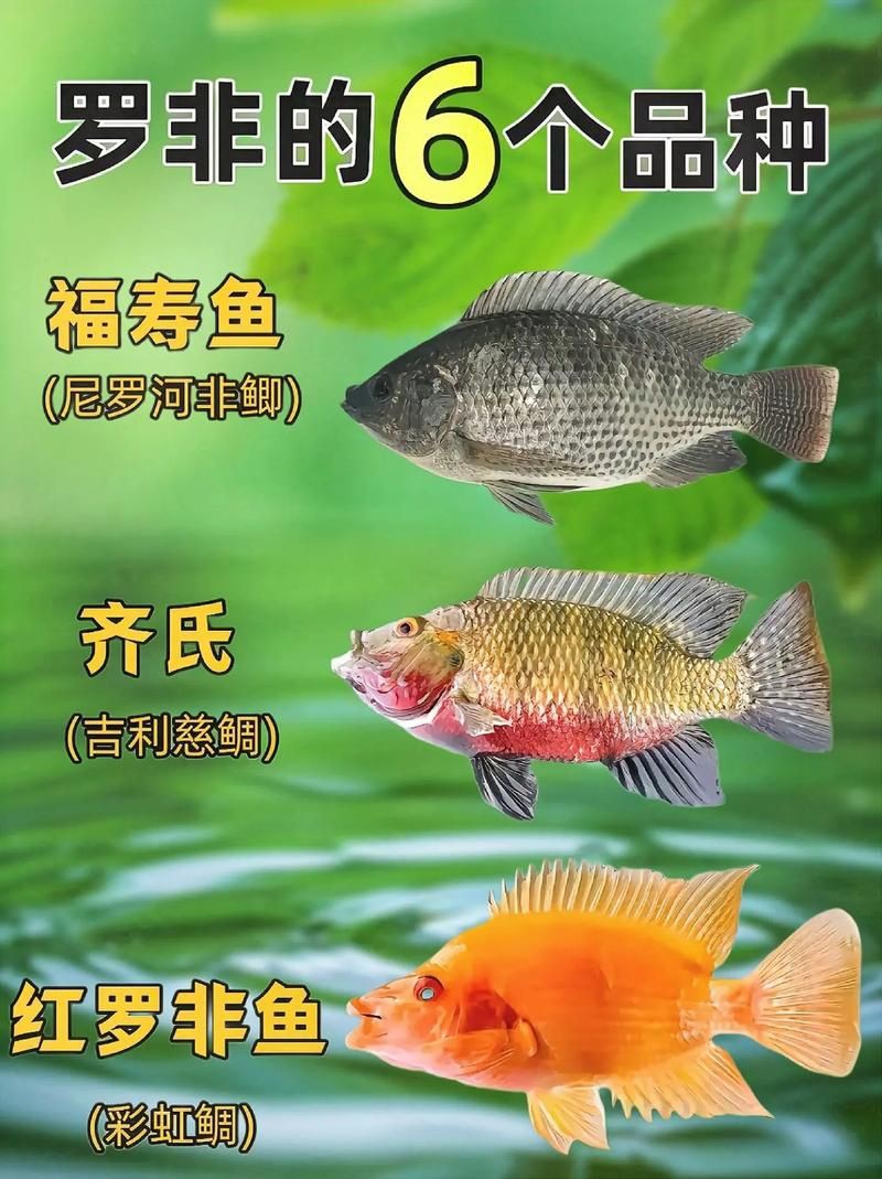 羅非魚(yú)品種及圖片大全，農(nóng)技之家，羅非魚(yú)有哪些品種