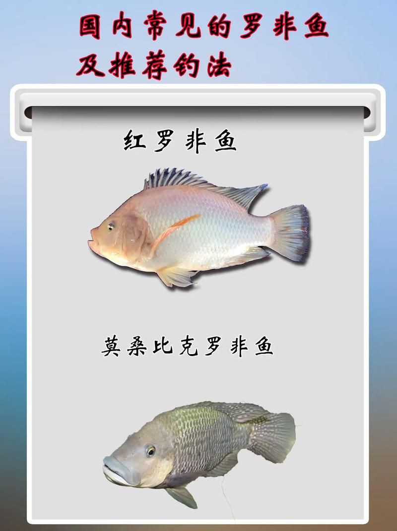 羅非魚(yú)品種及圖片大全，農(nóng)技之家，羅非魚(yú)有哪些品種