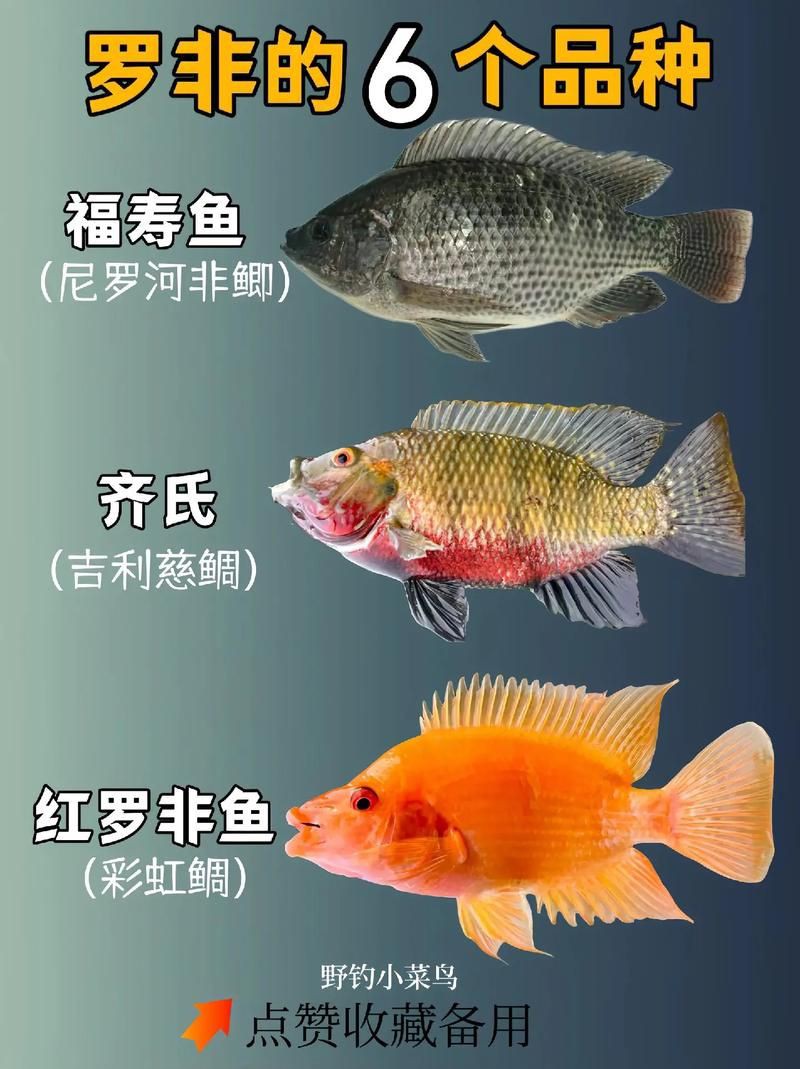 羅非魚(yú)品種及圖片大全，農(nóng)技之家，羅非魚(yú)有哪些品種
