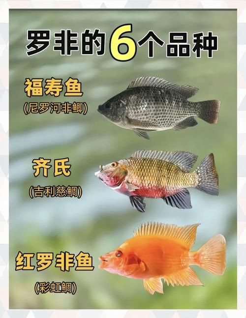 羅非魚(yú)品種及圖片大全，農(nóng)技之家，羅非魚(yú)有哪些品種