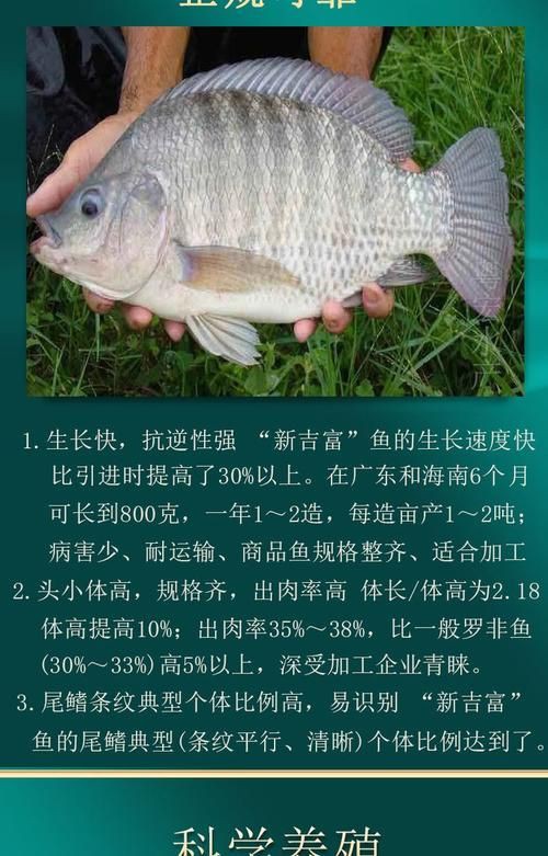 羅非魚(yú)品種及圖片大全，農(nóng)技之家，羅非魚(yú)有哪些品種