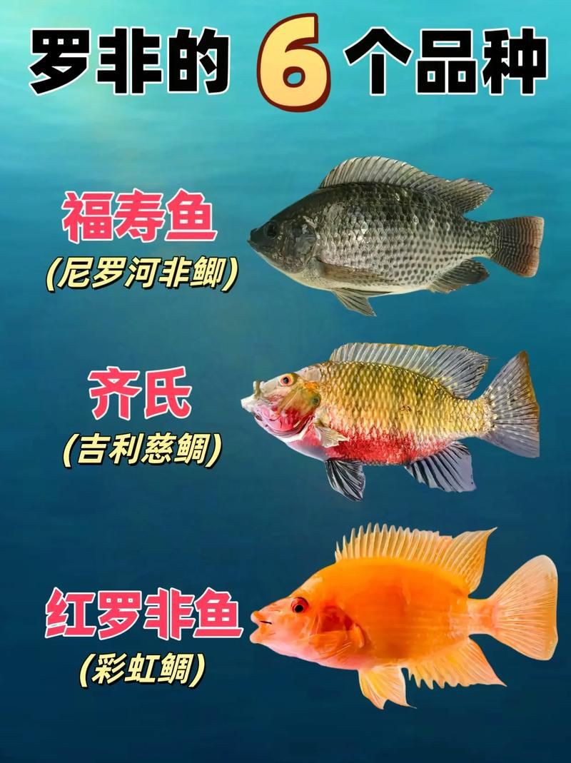羅非魚(yú)品種及圖片大全，農(nóng)技之家，羅非魚(yú)有哪些品種