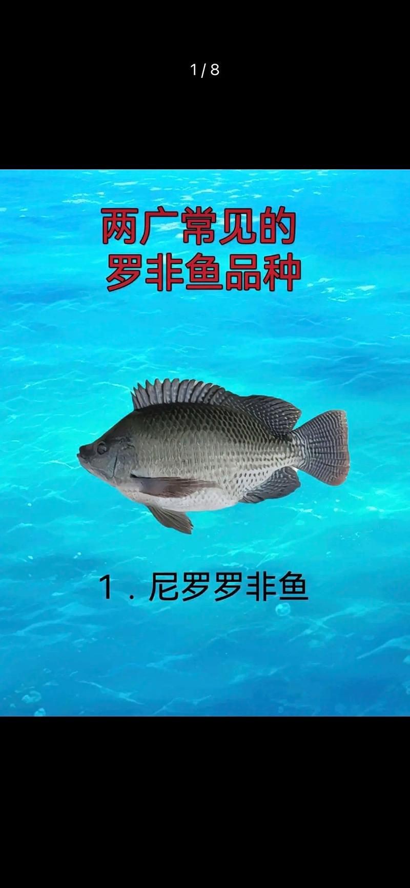 羅非魚(yú)品種及圖片大全，農(nóng)技之家，羅非魚(yú)有哪些品種