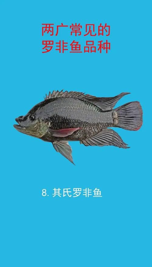羅非魚(yú)品種及圖片大全，農(nóng)技之家，羅非魚(yú)有哪些品種