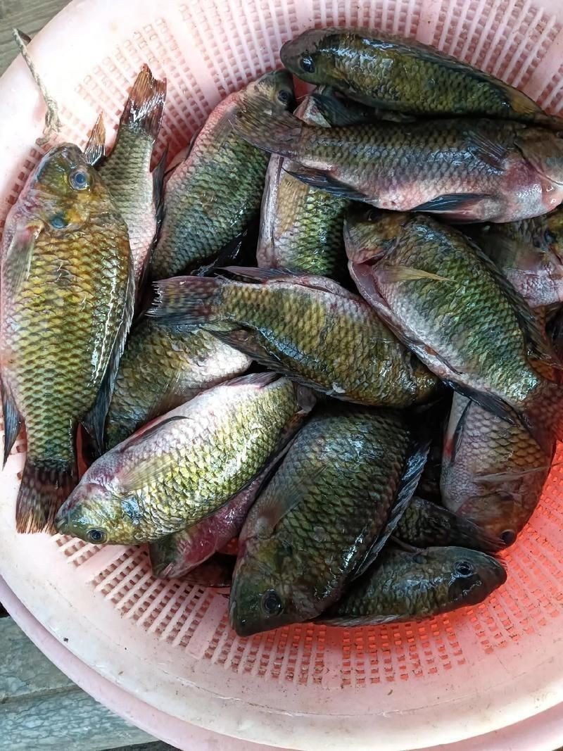 羅非魚(yú)品種及圖片大全，農(nóng)技之家，羅非魚(yú)有哪些品種