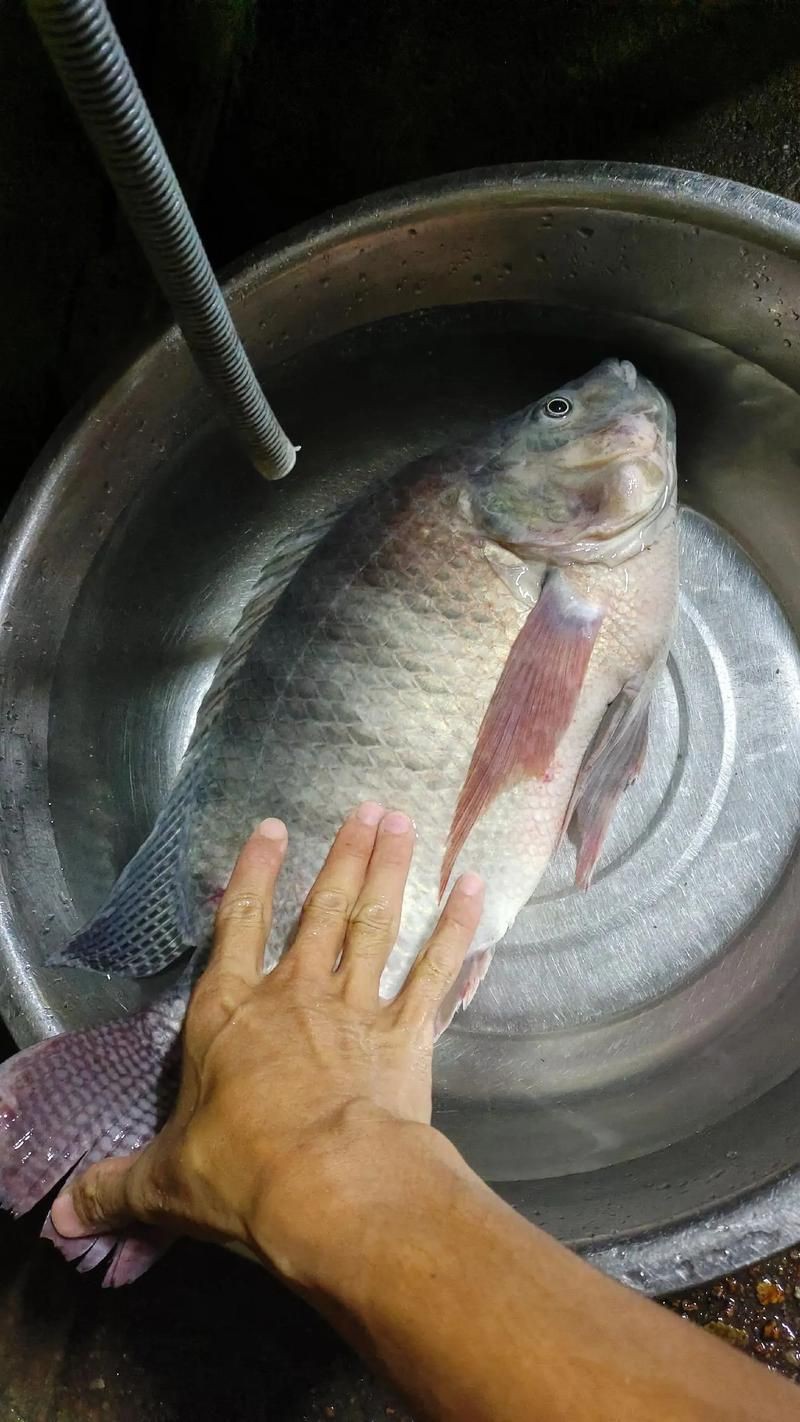 羅非魚(yú)品種及圖片大全，農(nóng)技之家，羅非魚(yú)有哪些品種